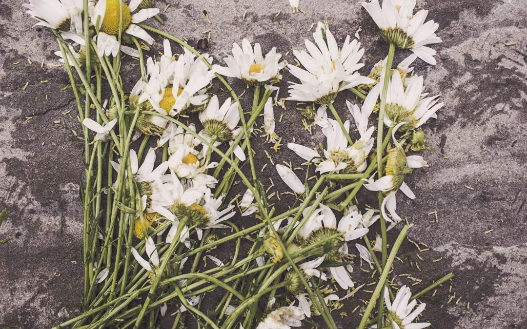 flowers-marguerites-destroyed-dead